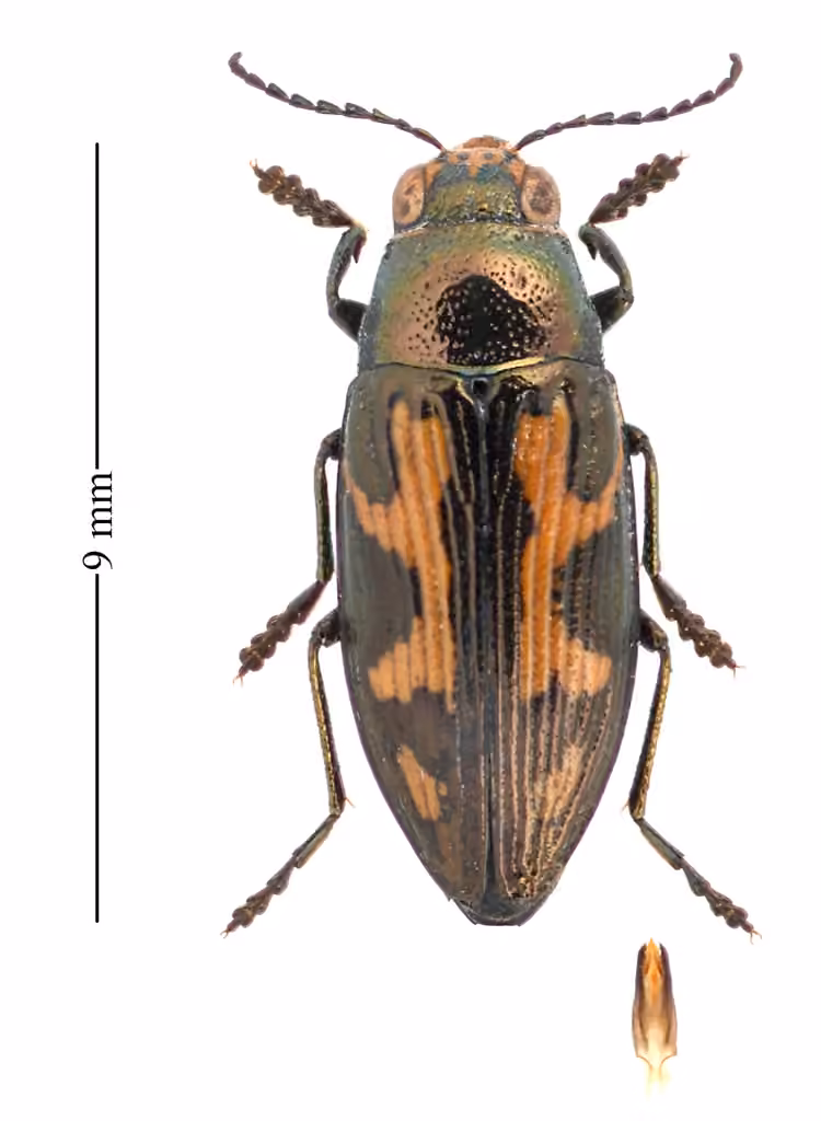 Spotted-wing jewel beetle