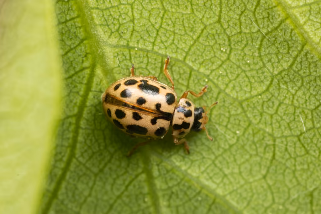 Coccinelle des marais, photo 2 sur 5