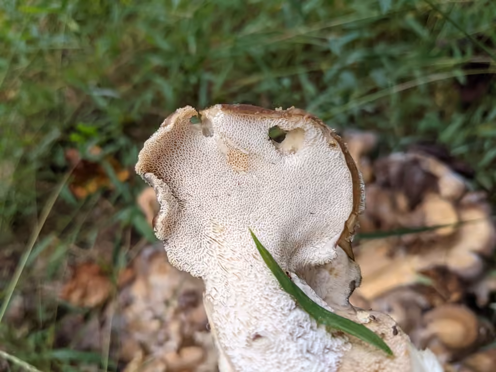 Black-staining Polypore