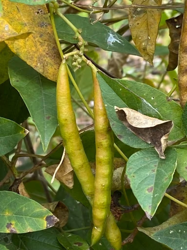 Apios d'Amérique, En fruits
