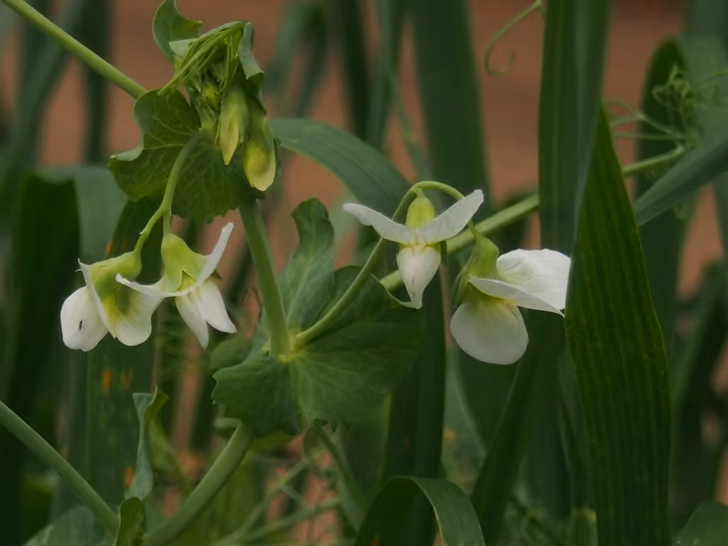 Pois cultivé, En fleurs