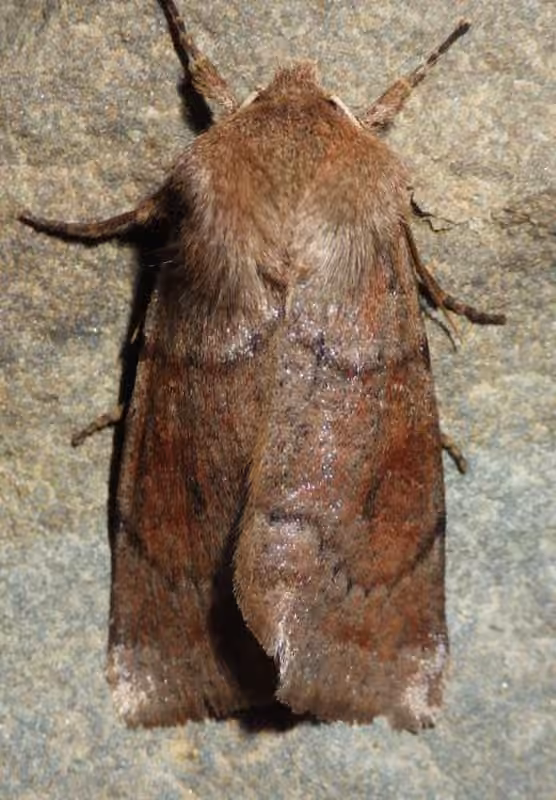Gray Quaker, photo 3 sur 5