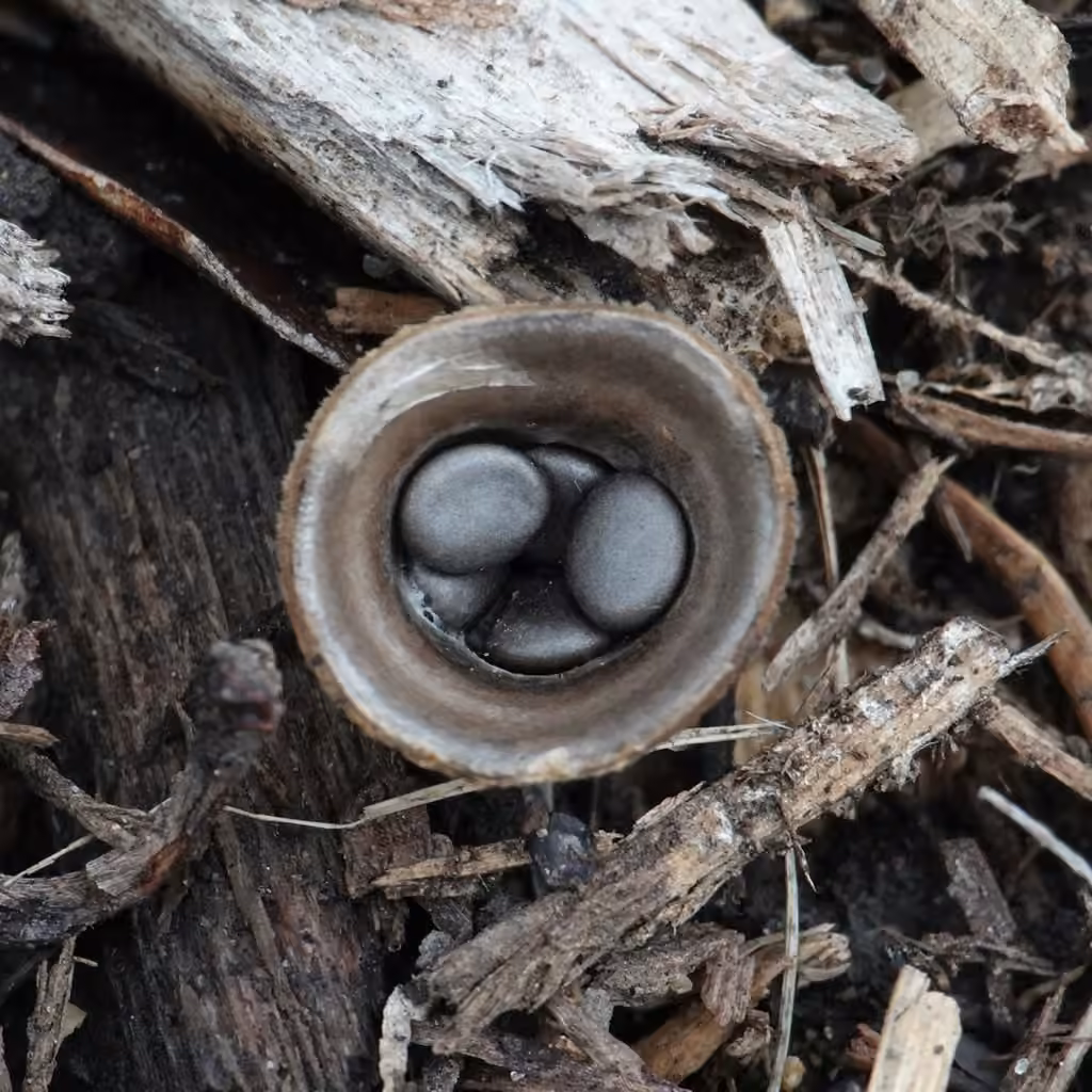 Cyathe coprophile, photo 2 sur 5