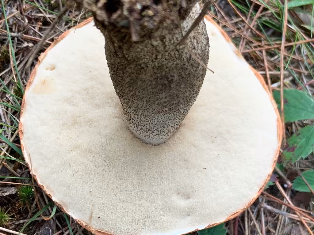 Foxy Bolete, photo 2 of 5