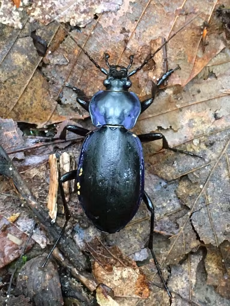 Carabe sylvicole, Mâle