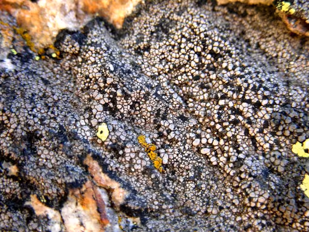 Rhizocarpe à deux spores, photo 3 sur 5