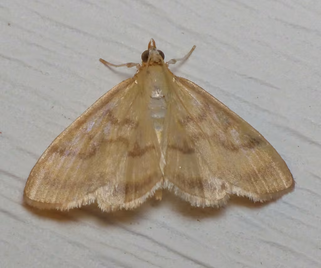 Pale-winged Crocidophora Moth, Adult female