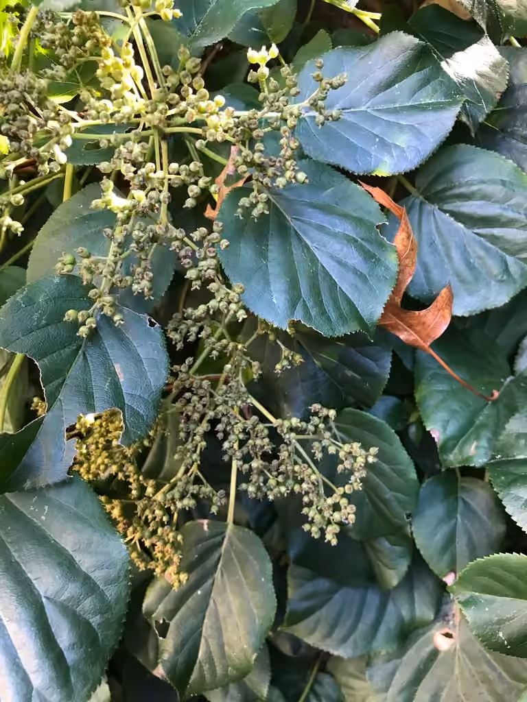 Climbing hydrangea, In fruit