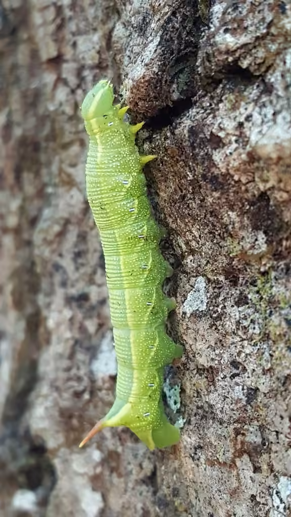Sphinx de la vigne, Chenille