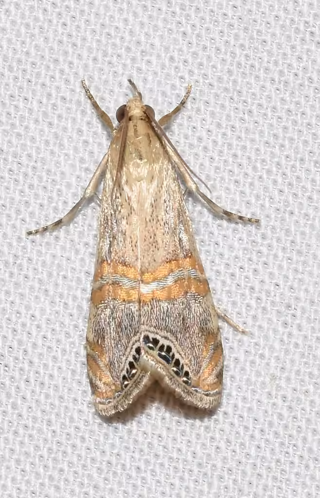 Crambus ocellé, photo 1 sur 5