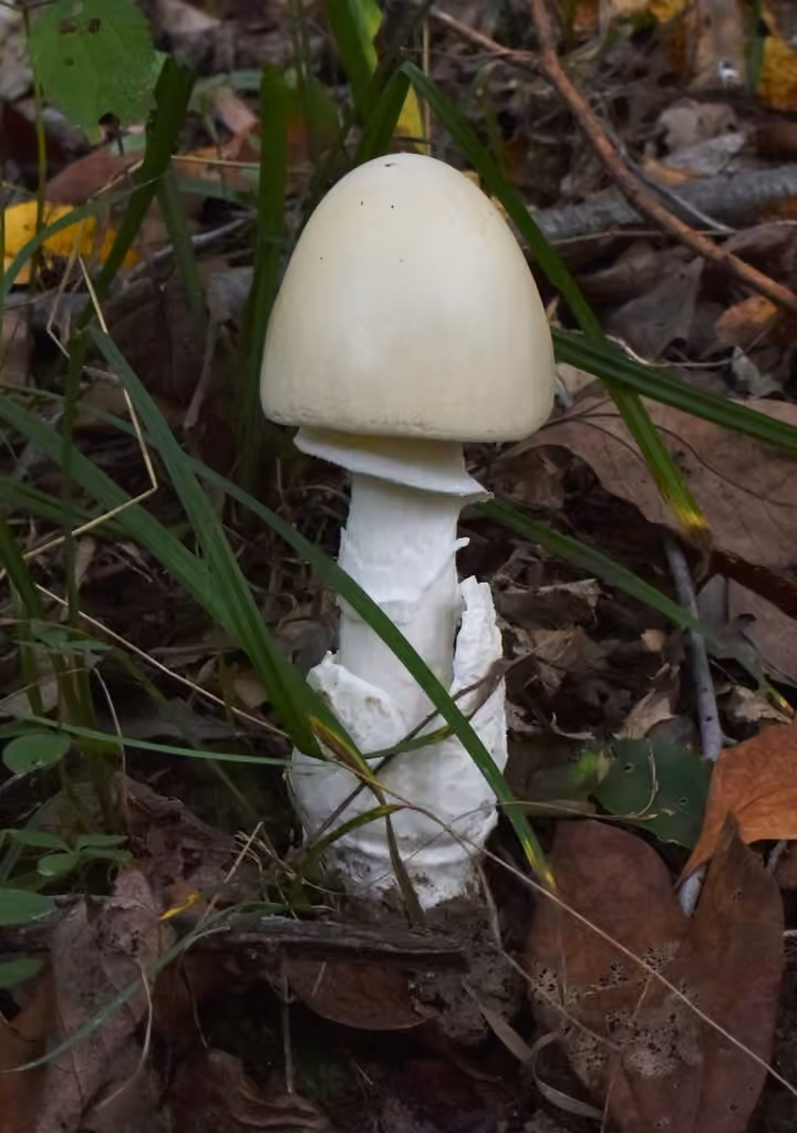 Murrill's Slender Caesar, photo 1 of 5