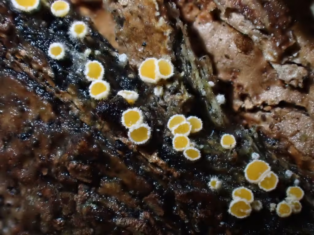 Parachnopeziza miniopsis, photo 1 sur 5