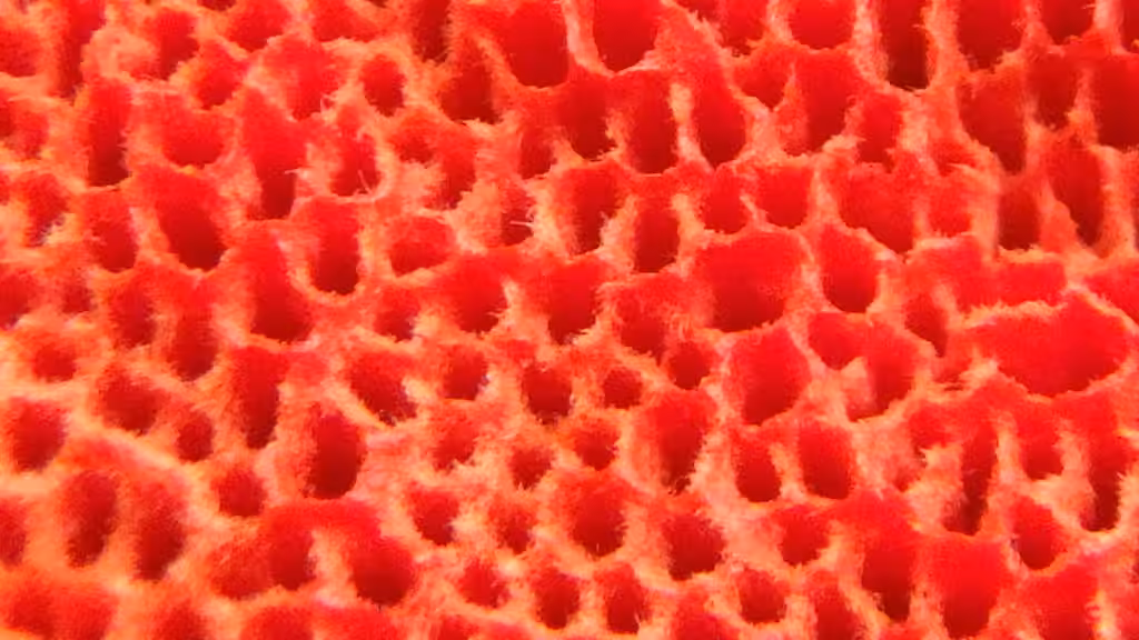 Northern Cinnabar Polypore, photo 2 of 5