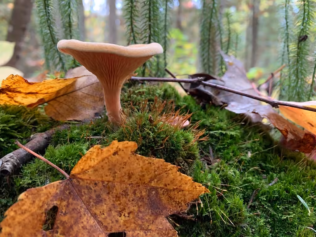 False Chanterelle, photo 2 of 5