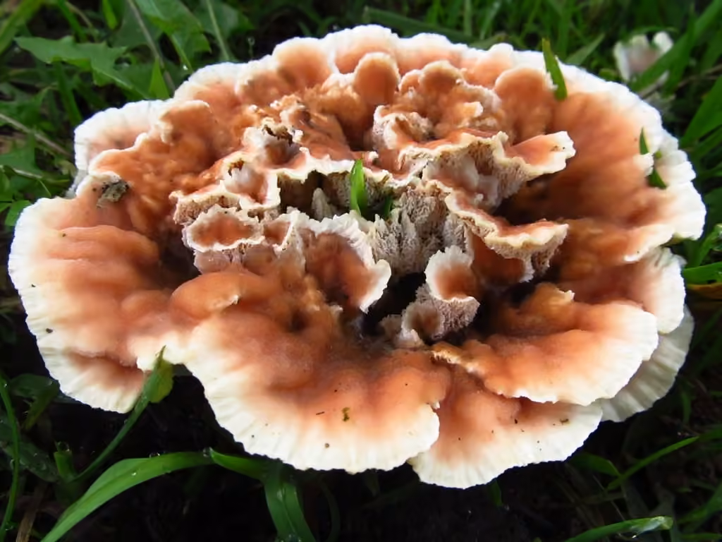Polypore bisannuel
