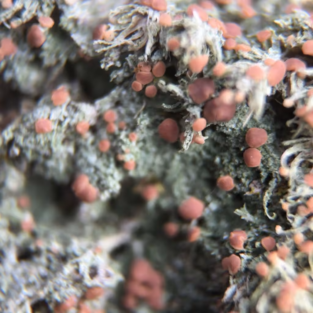 Spring Dot Lichen, photo 2 of 5
