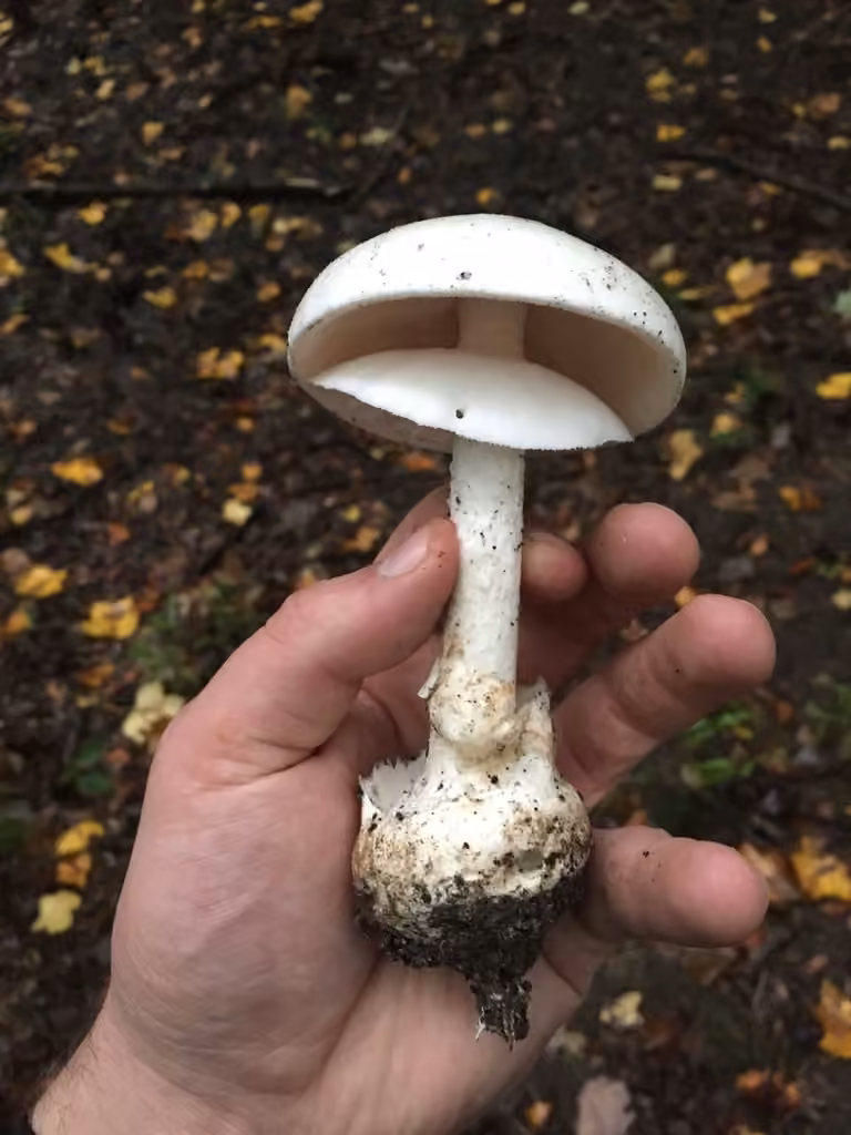 Great Felt Skirt Destroying Angel, photo 1 of 5