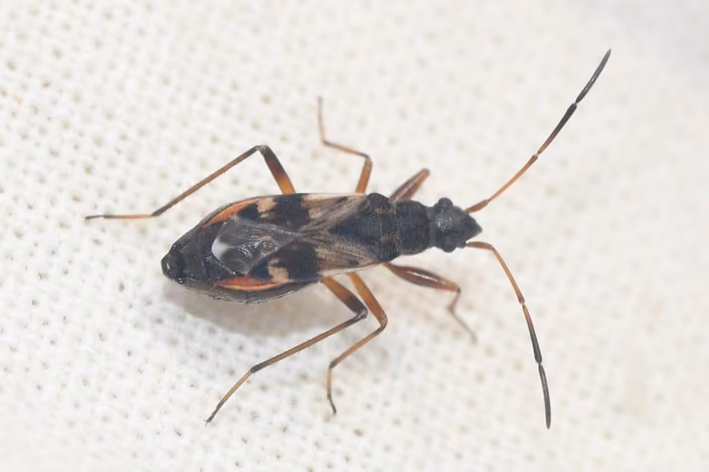 Ligyrocoris sylvestris, photo 2 sur 5