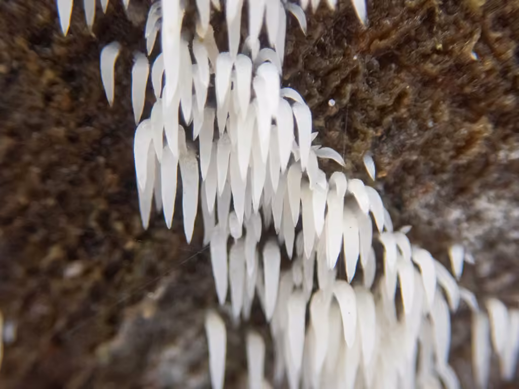 Swarming Spine, photo 3 of 5