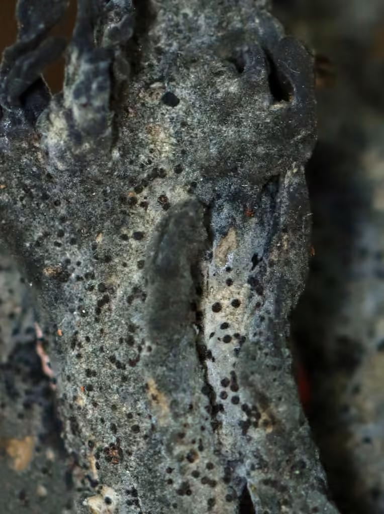 Parasite des clavaires