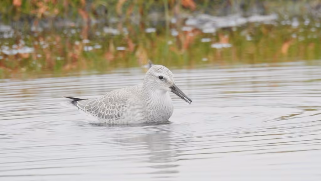 Bécasseau maubèche, Juvénile