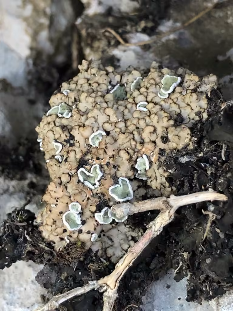 Imbricate Boulder Lichen, photo 2 of 5