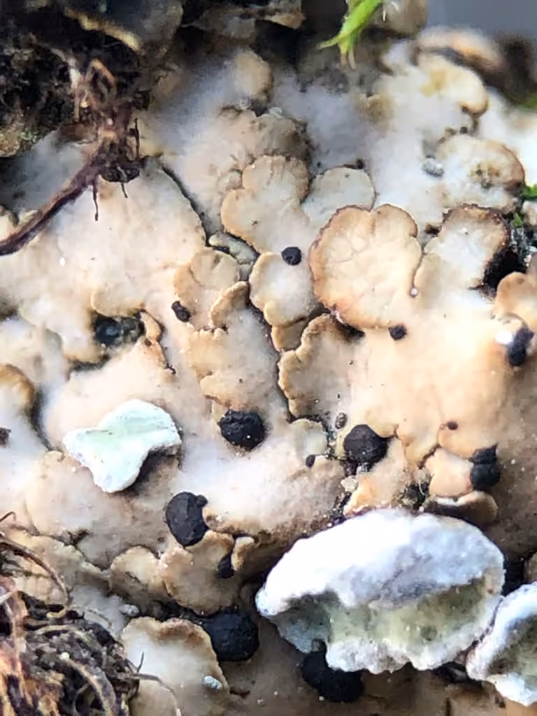 Imbricate Boulder Lichen, photo 3 of 5