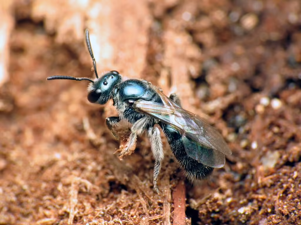 Deep-blue Sweat Bee
