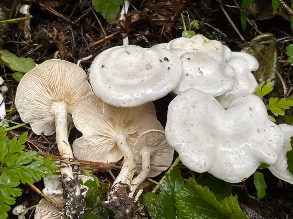 Lyophylle conné, photo 1 sur 5