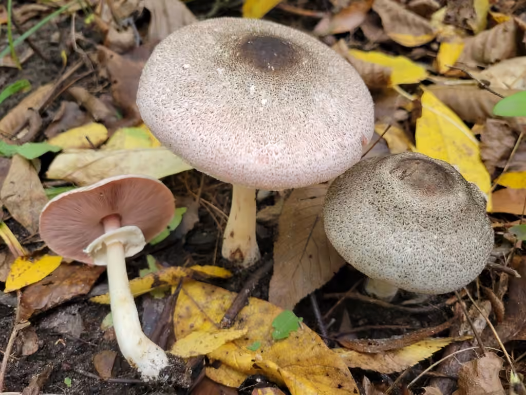 Agaricus leptocaulis, photo 3 of 5