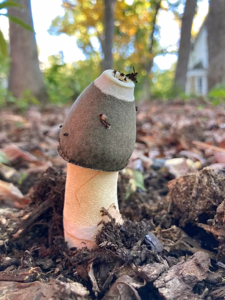 Ravenel's stinkhorn, photo 3 of 5