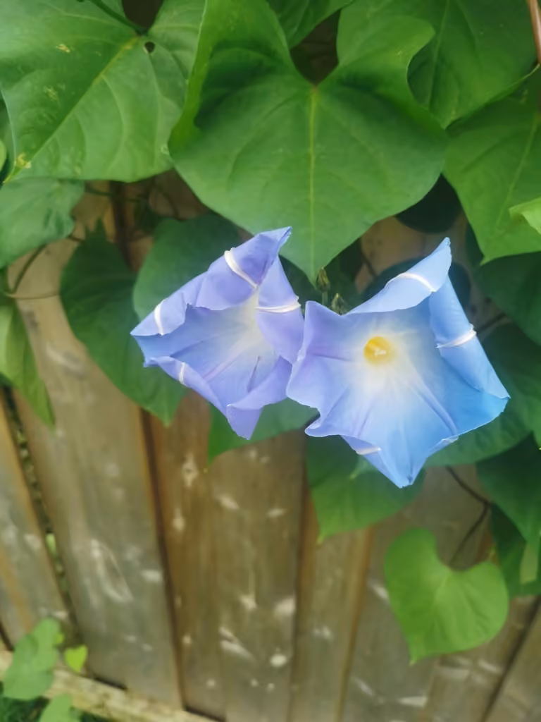 Grannyvine, Flower buds
