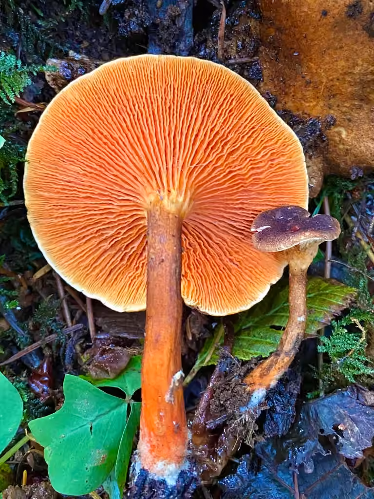 Clitocybe roux