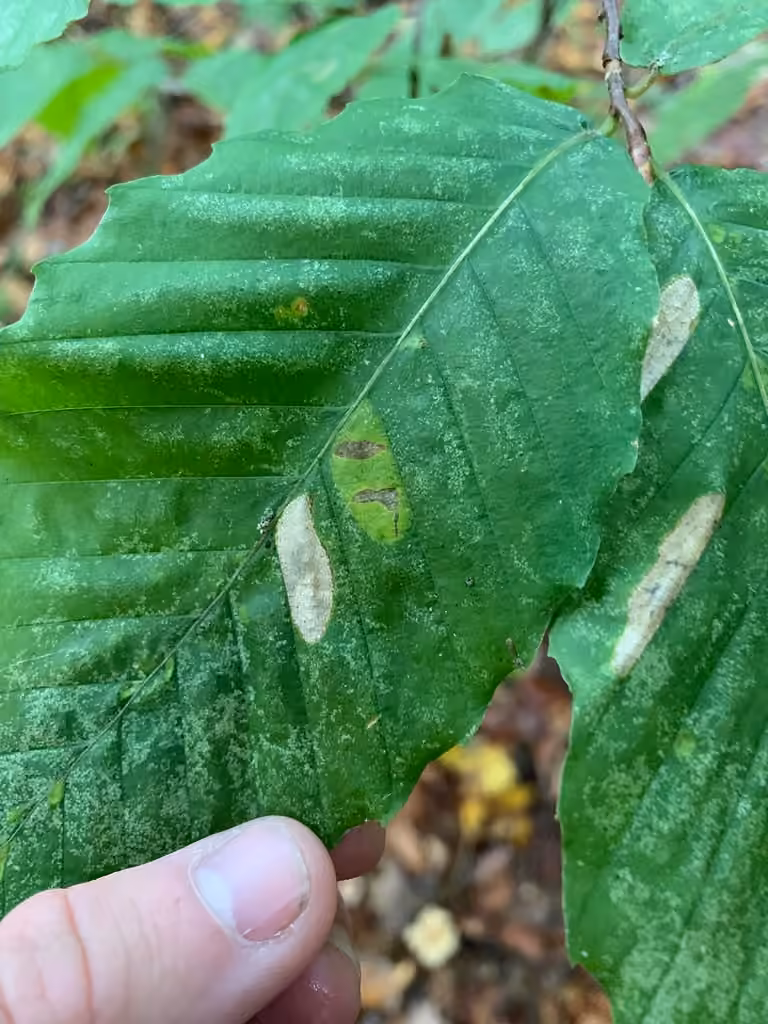 Beech Midget, Chenille