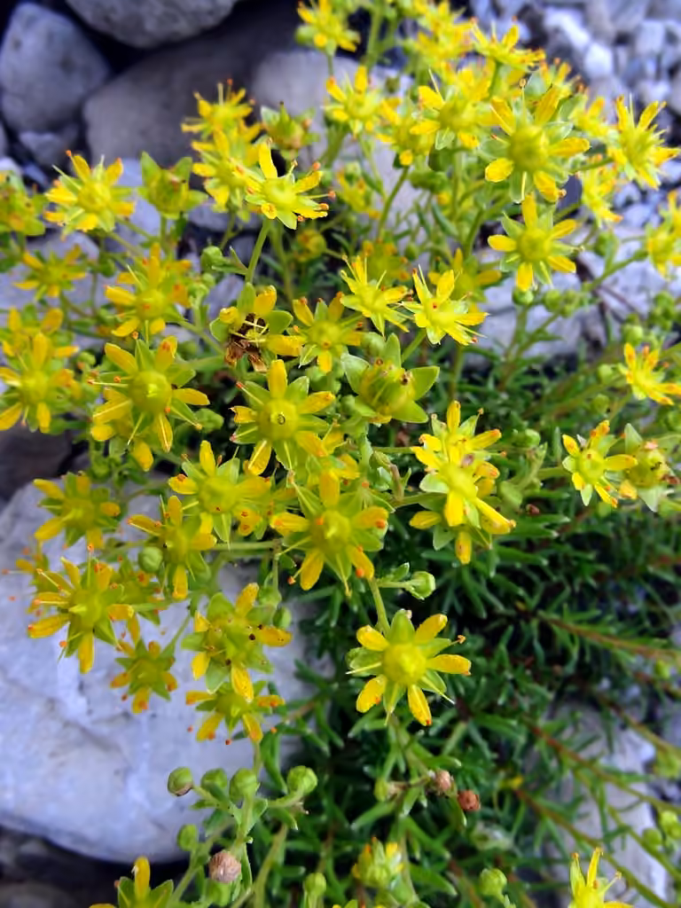 Saxifrage jaune, photo 1 sur 5