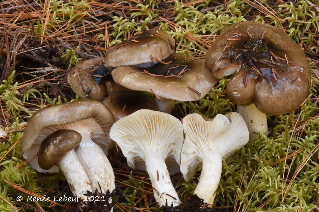 Hygrophore fuligineux, photo 2 sur 5