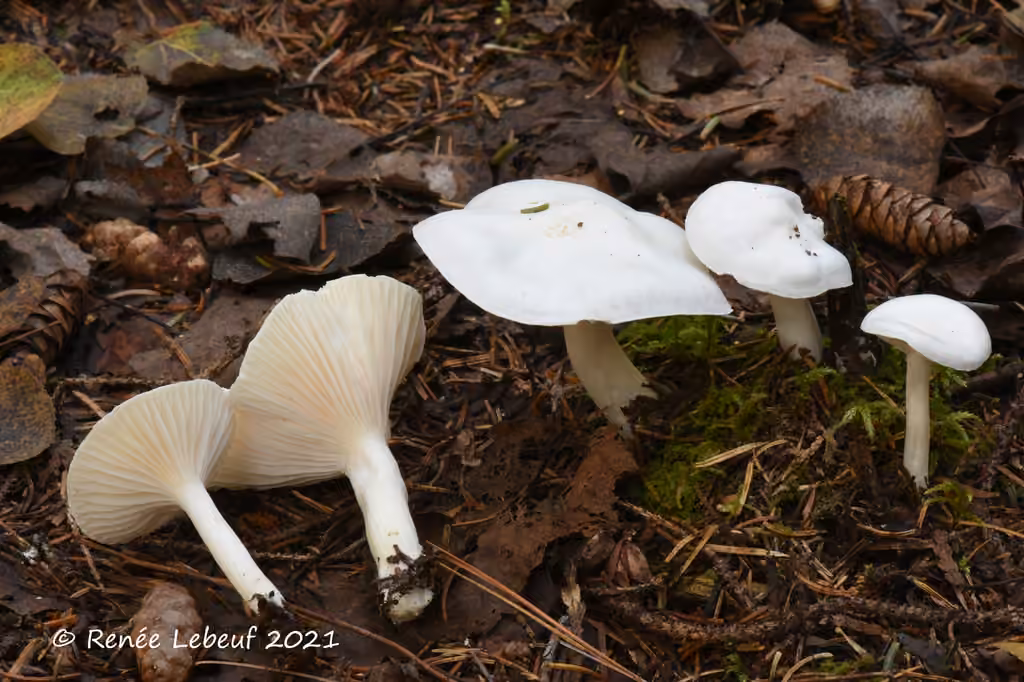 Hygrophore des épicéas, photo 2 sur 5