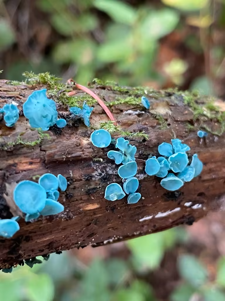Chlorosplénie verdissante, photo 2 sur 5