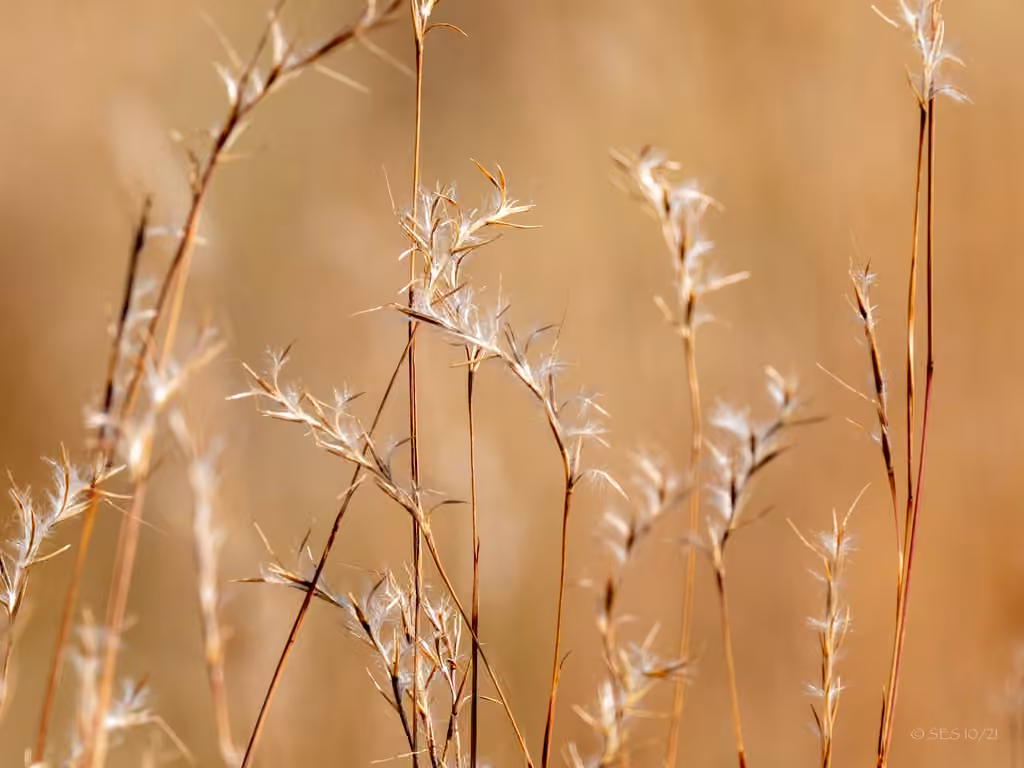 Little bluestem, photo 1 of 5