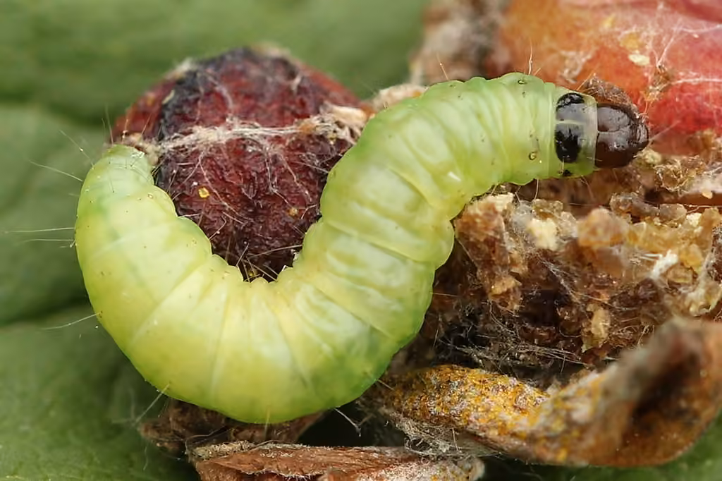 Gooseberry Fruitworm Moth, photo 2 of 5