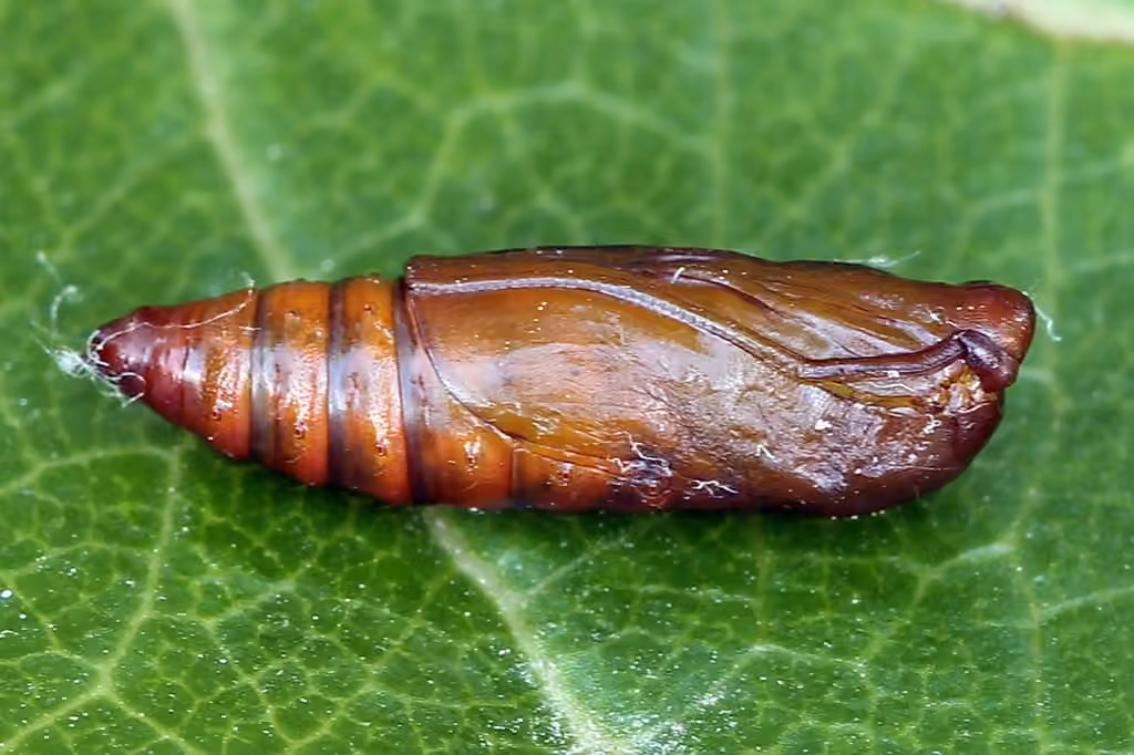 Gooseberry Fruitworm Moth, photo 3 of 5