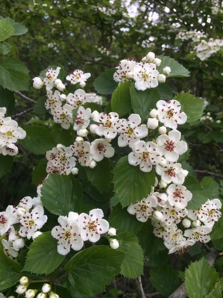 Aubépine suborbiculaire, photo 1 sur 5