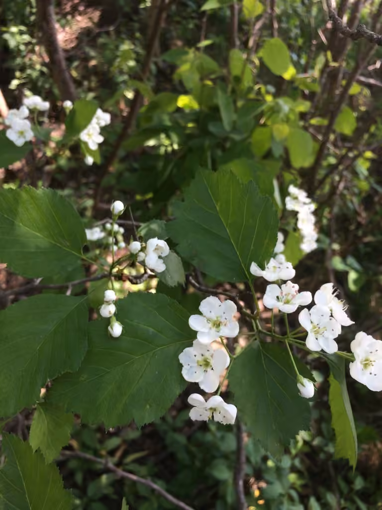 Crataegus aquilonaris, photo 1 sur 5