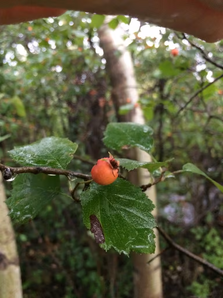 Crataegus aquilonaris, photo 3 sur 5