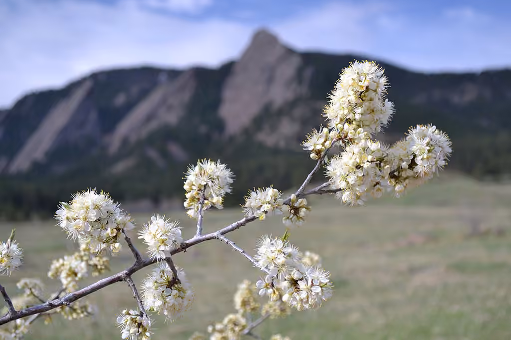 American plum, In flower