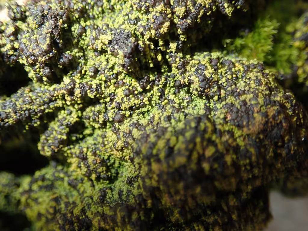 Placynthielle oligotrophe, photo 2 sur 5