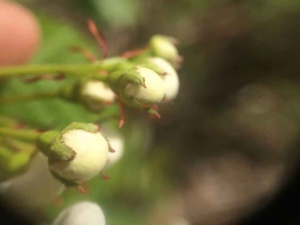 Aubépine scabre, photo 3 sur 5