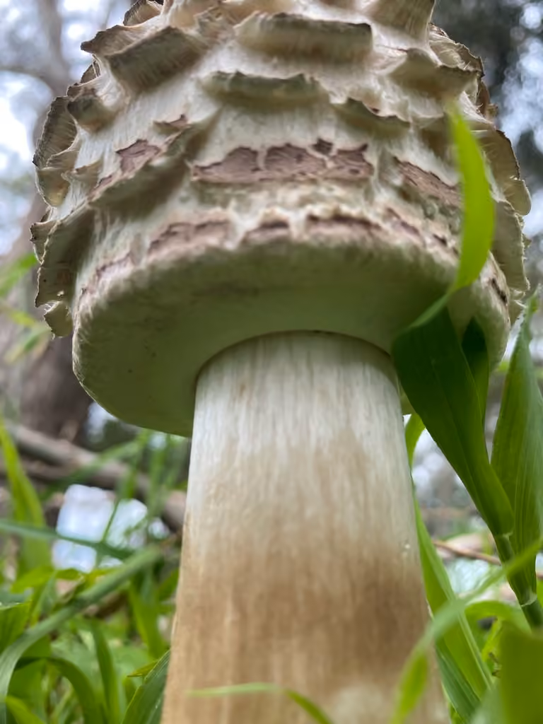 Lépiote des jardins, photo 2 sur 5