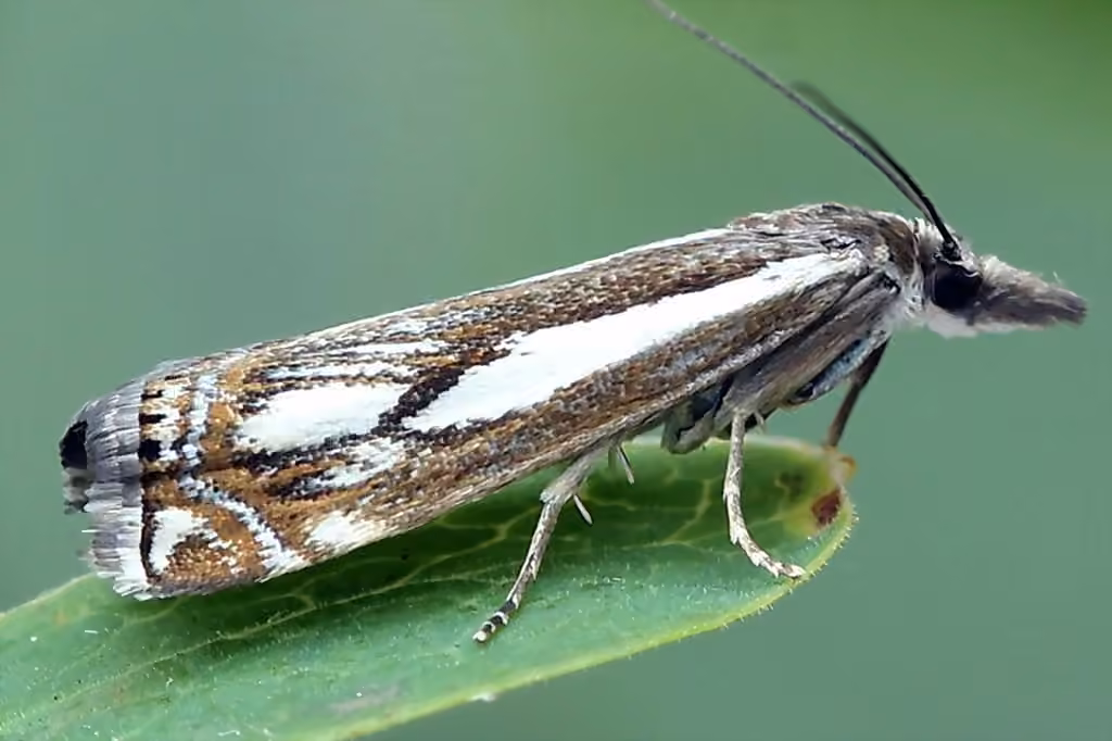 Crambus jurassien, photo 1 sur 5