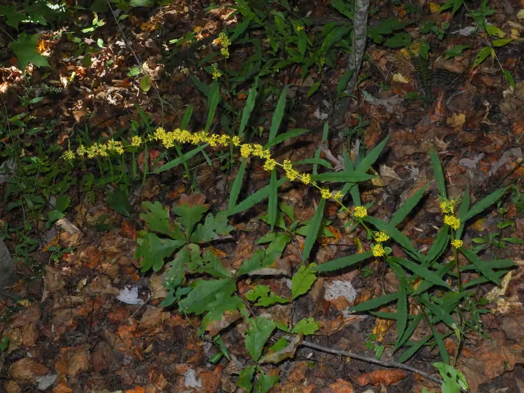 Wreath goldenrod, photo 1 of 5